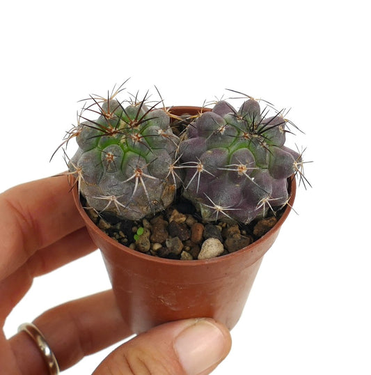 Copiapoa griseoviolacea X Copiapoa serpentisulcata pequeno cacto suculento com espinhos em vaso