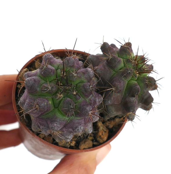 Copiapoa グリーセオビオラセア X Copiapoa セルペンティスル