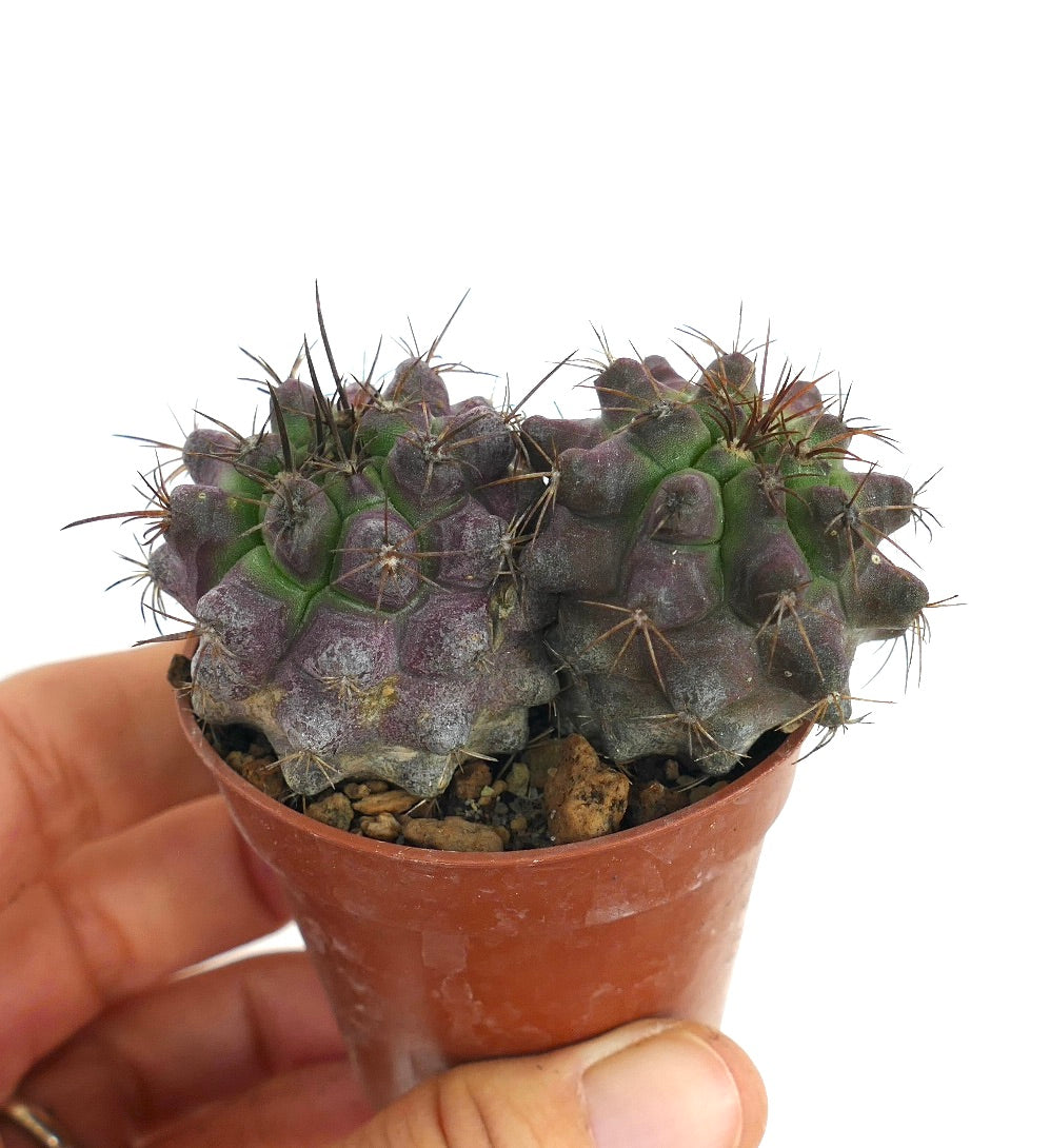 ハ*チ様 グリセオビオラセア 鉢植え メルカリ便送料込み ハ*チ様 グリセオビオラセア 鉢植え メルカリ便送料込み ハ*チ様