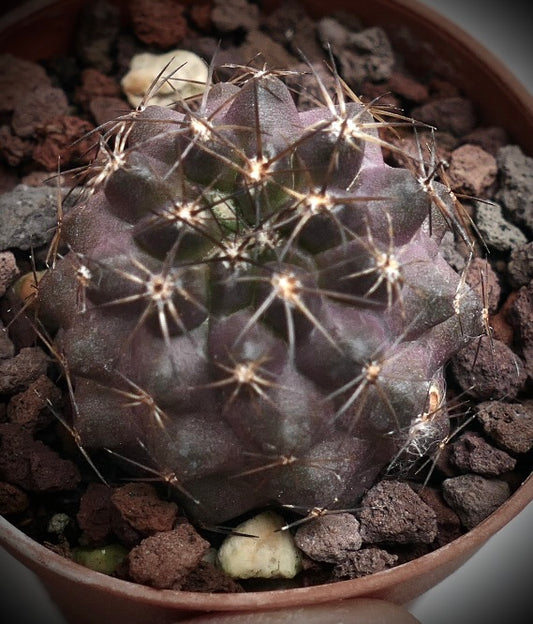 Copiapoa griseoviolacea X atacmensis C206