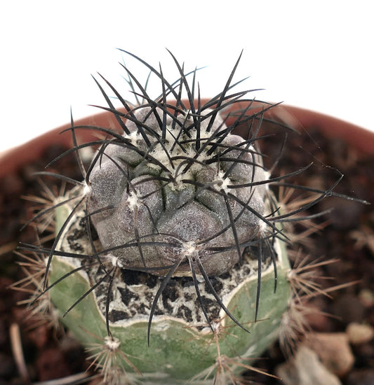 Copiapoa griseoviolacea X cinerea