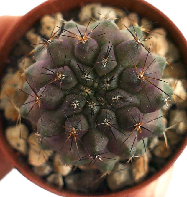 Copiapoa griseoviolacea X cinerea LL3SM rare purple-green succulent cactus specimen