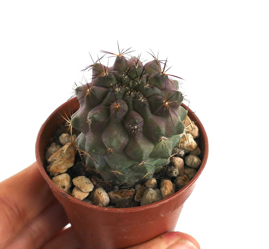 Copiapoa griseoviolacea X cinerea rare succulent cactus with dark spines and purple hues
