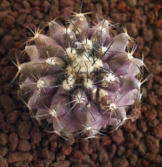 Copiapoa griseoviolacea X humilis