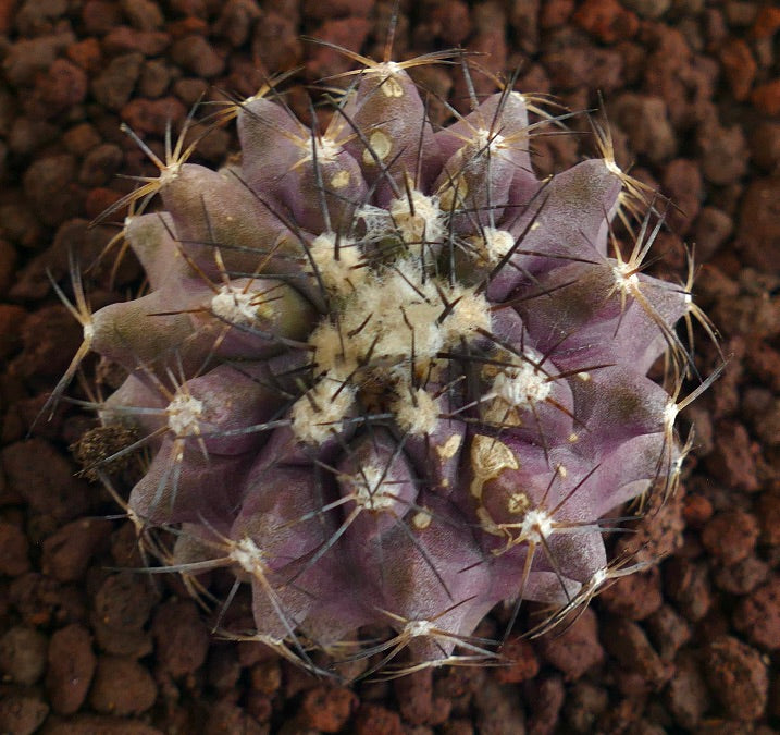 Copiapoa griseoviolacea X humilis