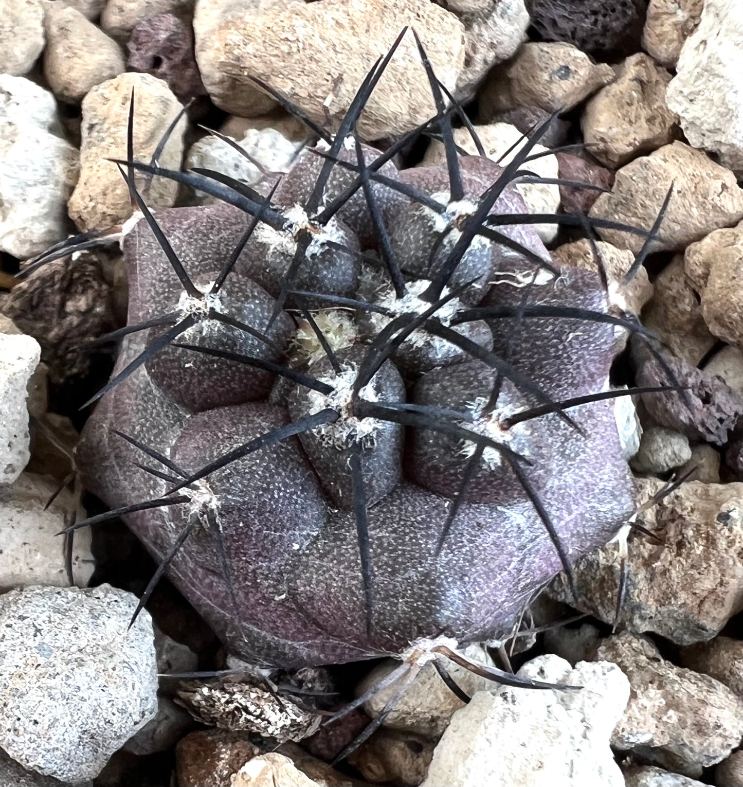 Copiapoa griseoviolacea