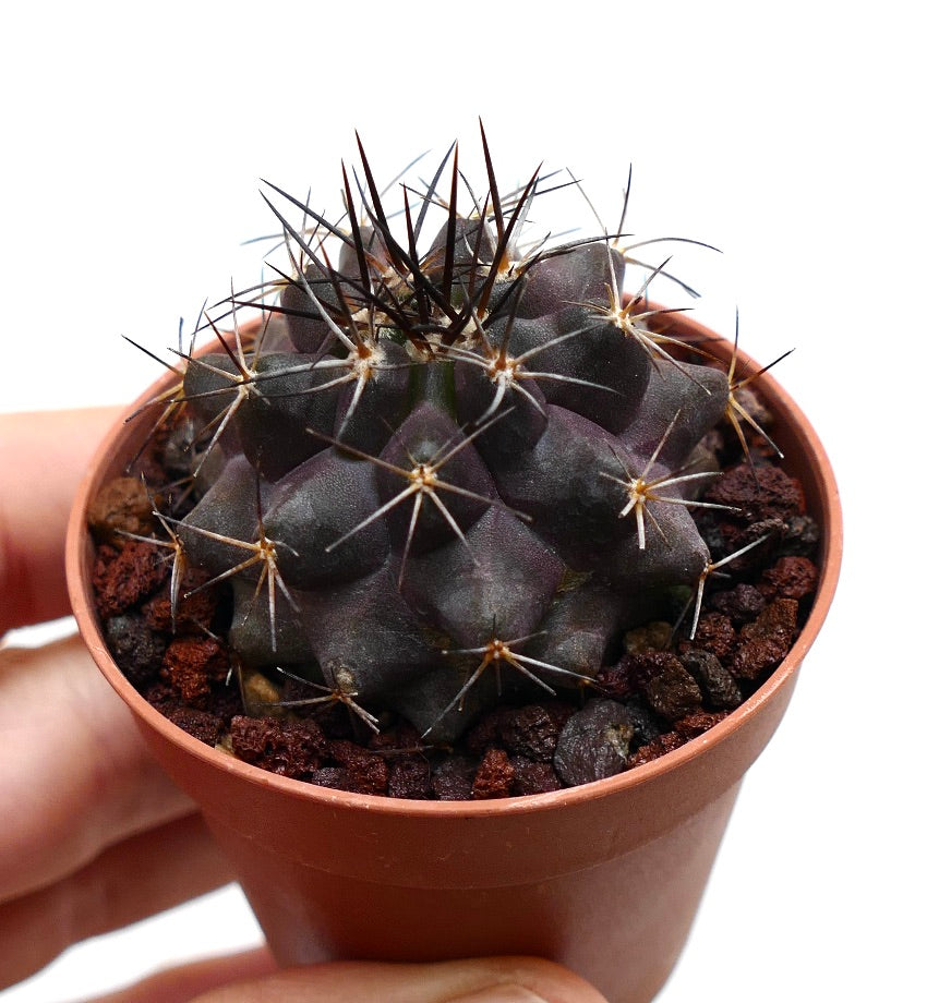 Copiapoa griseoviolacea