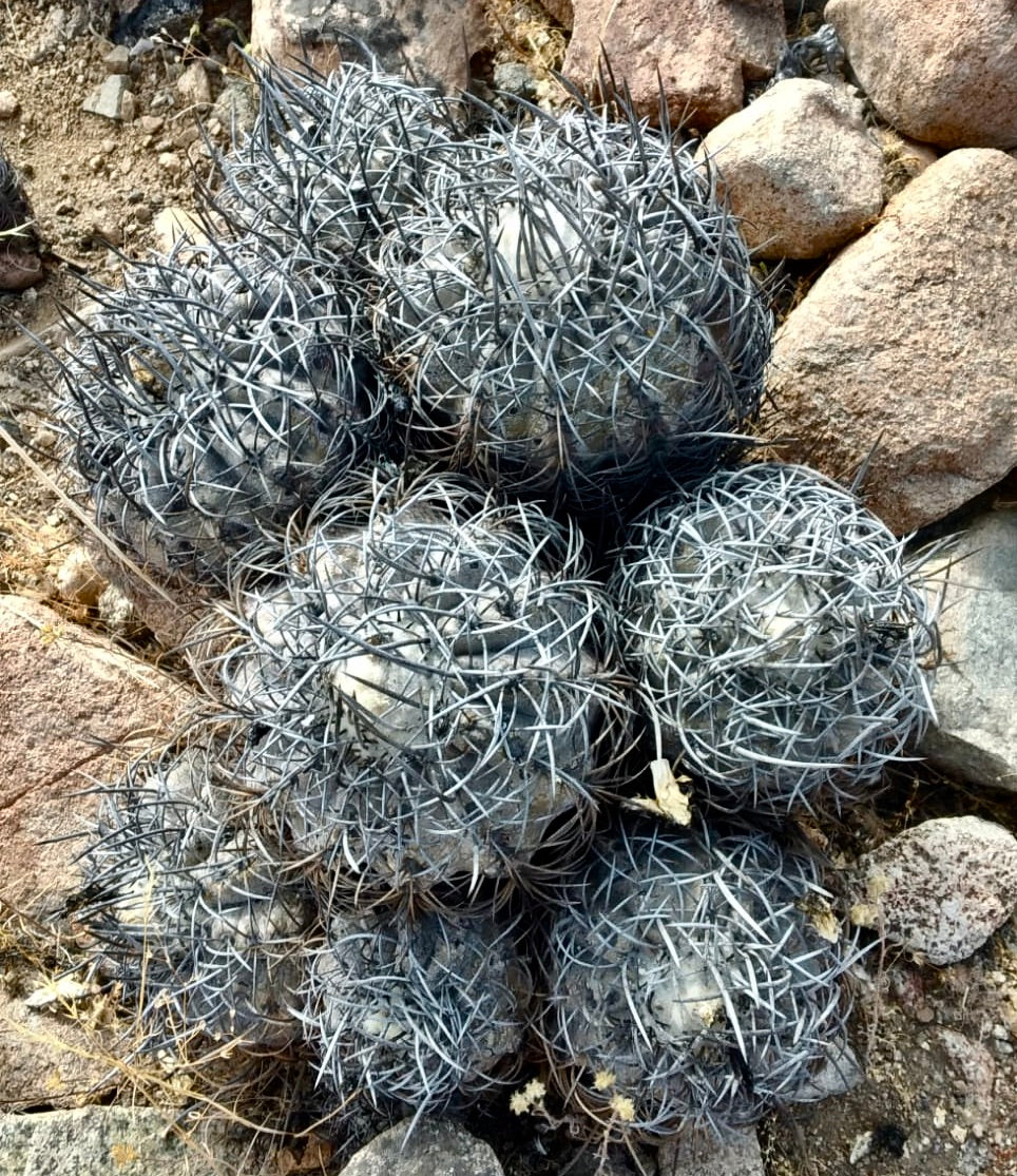 Cluster di piccoli cactus rotondi Copiapoa griseoviolacea con fitte spine grigie su terreno roccioso