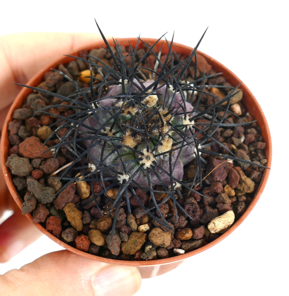Copiapoa griseoviolacea small purple cactus with long black spines in terracotta pot