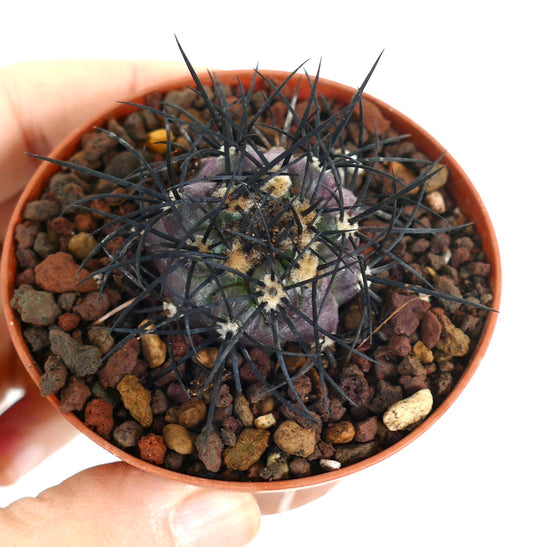Copiapoa griseoviolacea small purple cactus with long black spines in terracotta pot