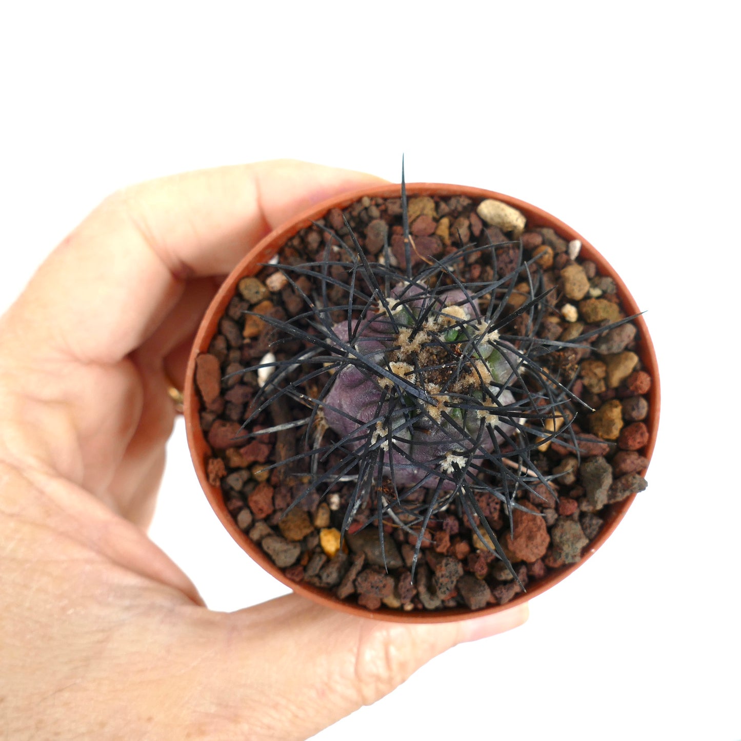 Copiapoa griseoviolacea small rare cactus with dark spines and purple-green body in pot
