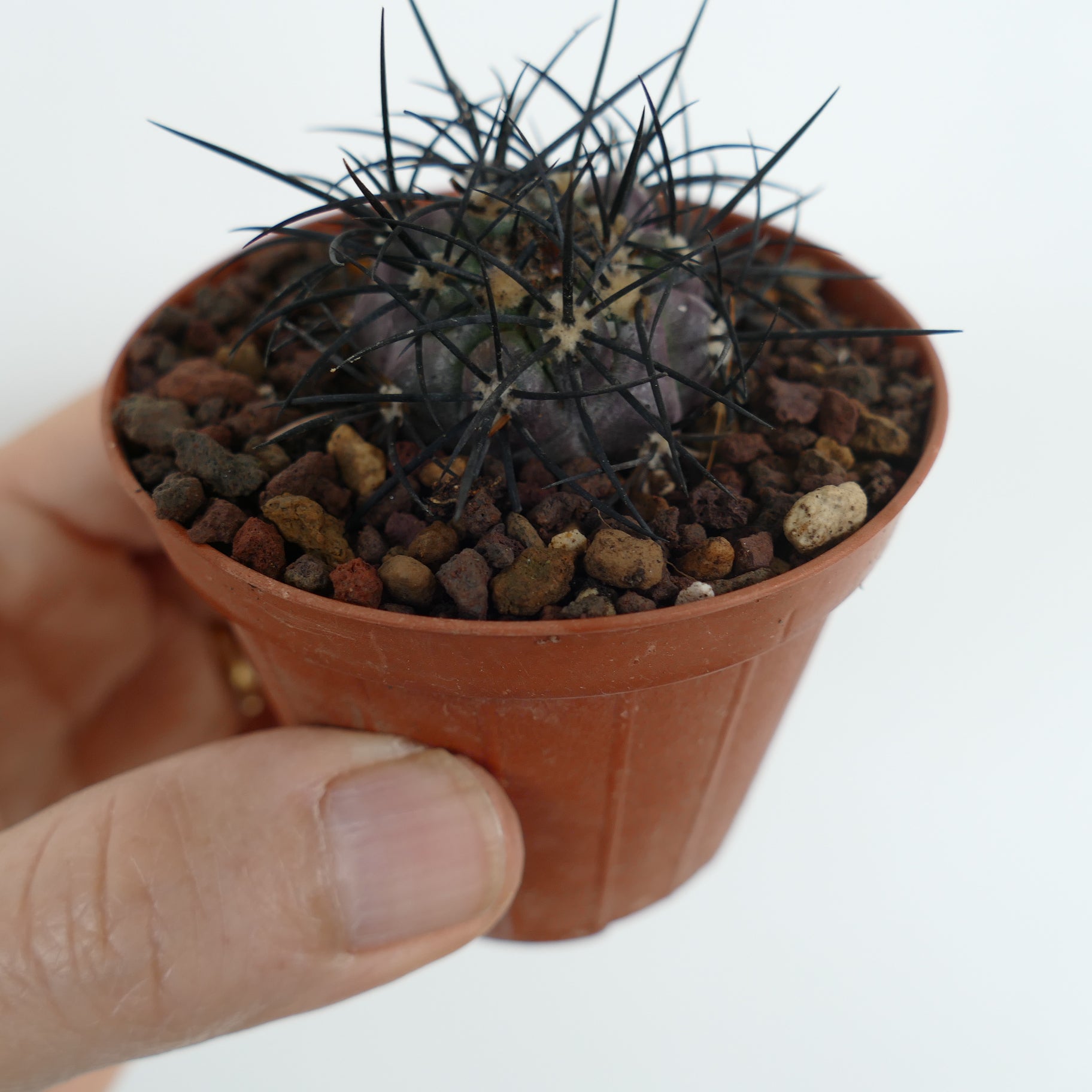Copiapoa griseoviolacea small rare cactus with dark spines in a brown pot