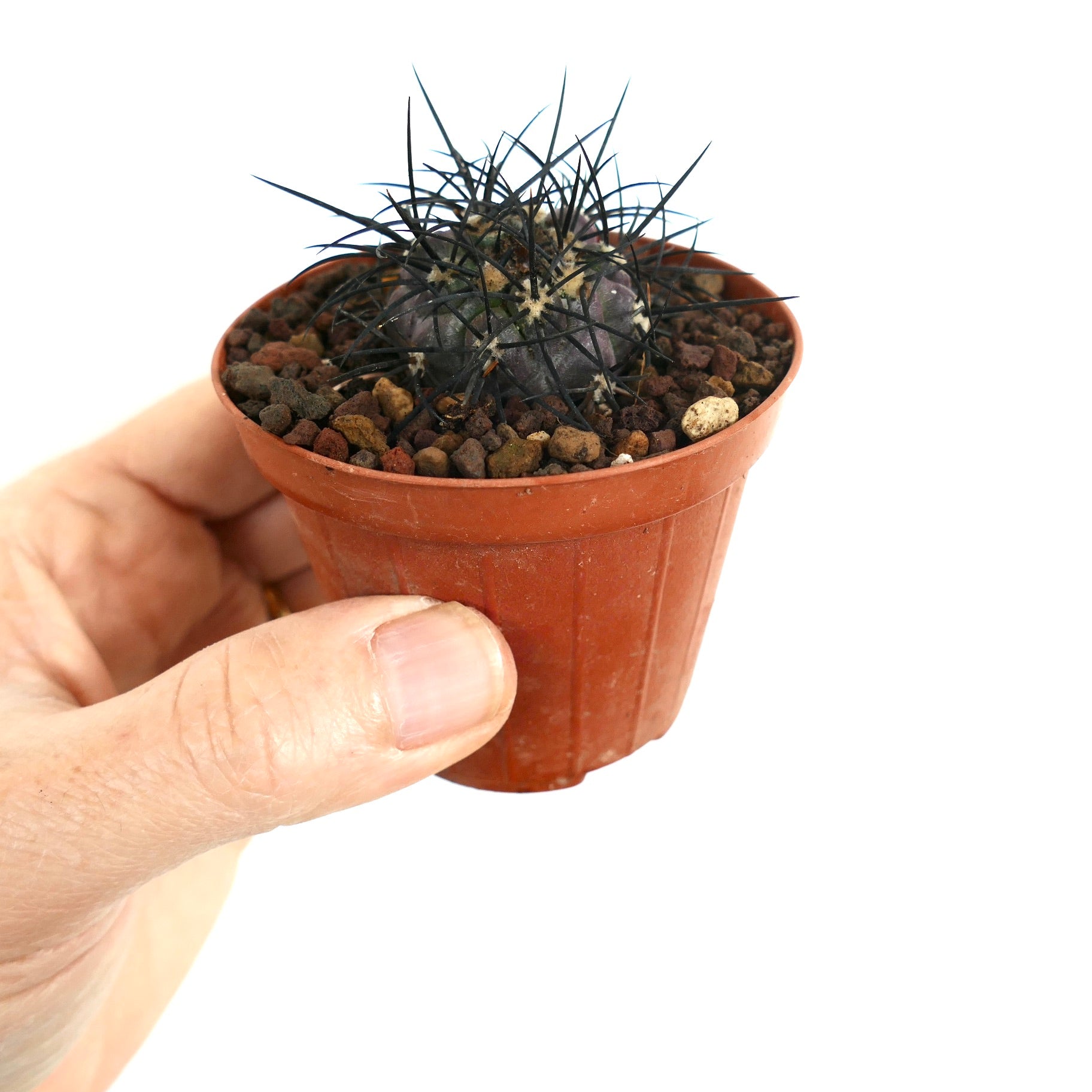 Copiapoa griseoviolacea small dark purple cactus with long black spines in pot