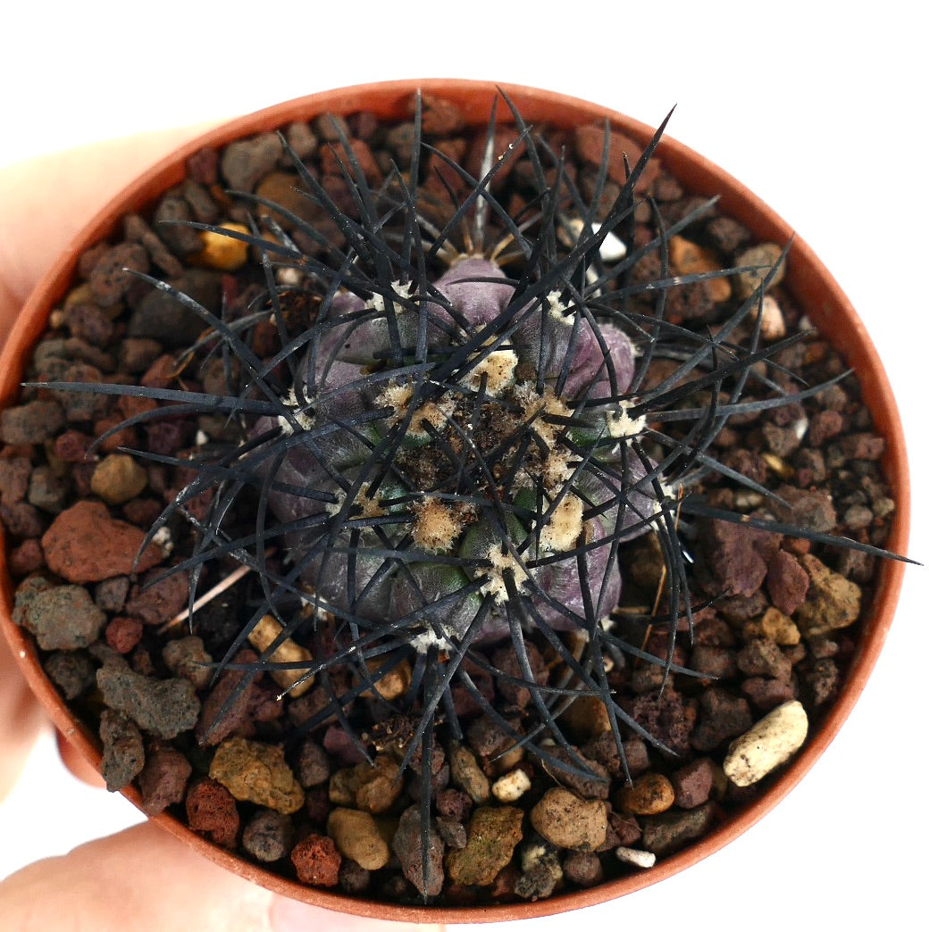 Copiapoa griseoviolacea rare succulent cactus with dark spines and purple-green body in pot