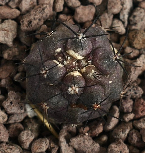 Copiapoa griseoviolacea kleine dunkelviolette Kakteensämling mit langen schwarzen Stacheln
