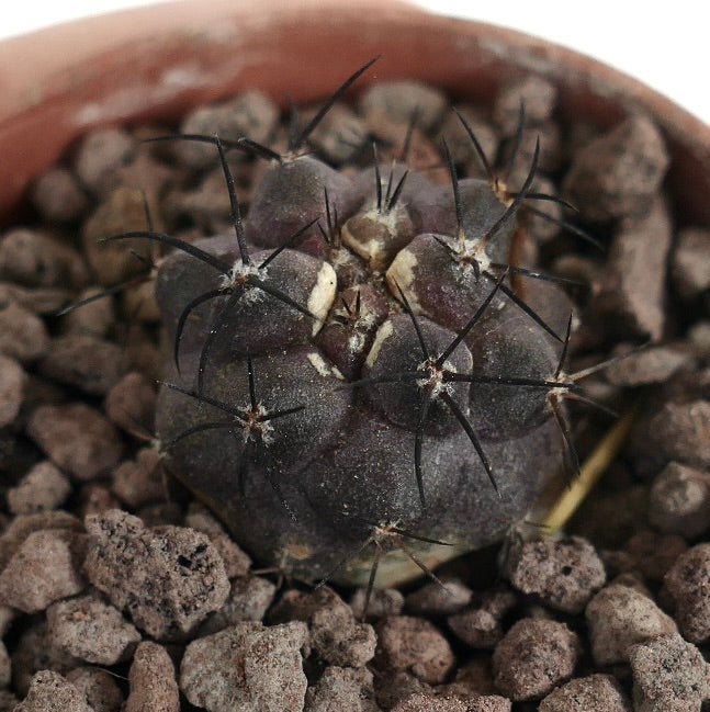 Kleiner, dunkelvioletter Copiapoa griseoviolacea Kaktus mit langen schwarzen Stacheln in felsigem Boden