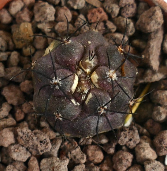 Copiapoa griseoviolacea kleine dunkelviolette Kakteensämlinge mit langen schwarzen Stacheln