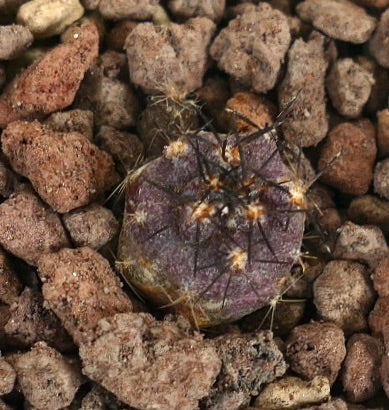 Copiapoa griseoviolacea small purple succulent cactus with dark spines on rocky soil
