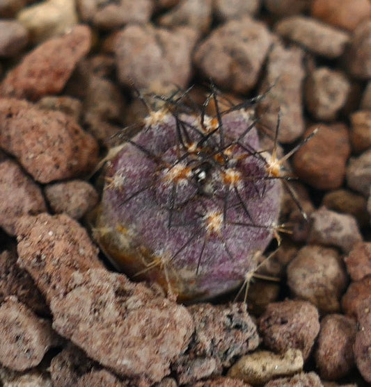 Copiapoa griseoviolacea small purple cactus seedling with black spines on rocky soil