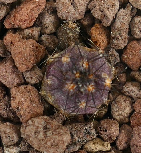 Copiapoa griseoviolacea small rare purple cactus seedling with fine spines and textured surface