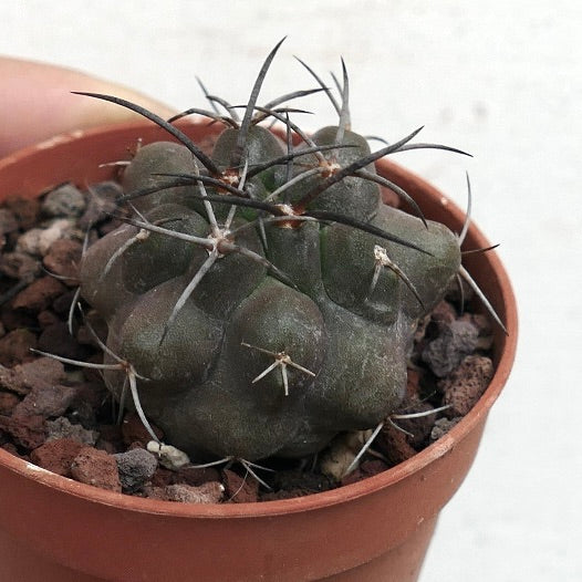 Copiapoa griseoviolacea x cupreata LA9