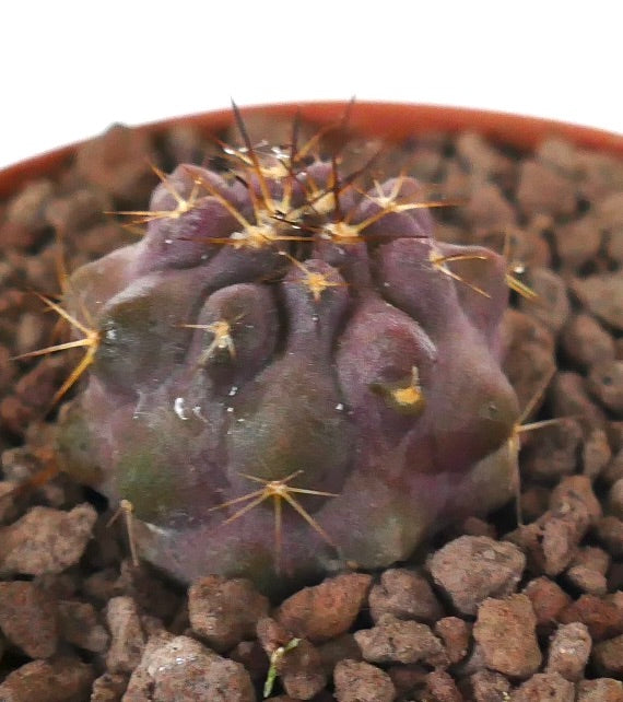 Copiapoa griseoviolacea x goldii seltene violette Sukkulente Kaktus-Jungpflanze mit scharfen Dornen