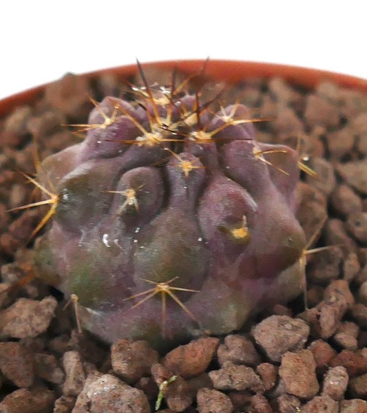 Copiapoa griseoviolacea x goldii seltene violette Sukkulente Kaktus-Jungpflanze mit scharfen Dornen
