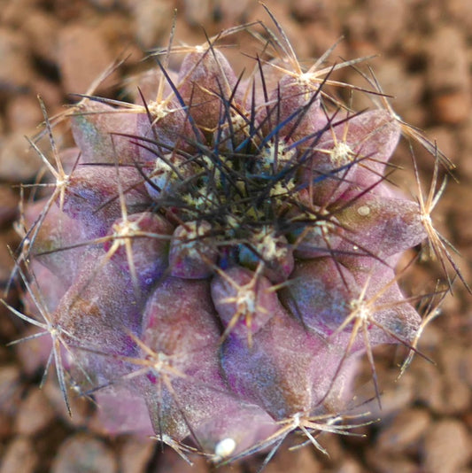Copiapoa griseoviolacea x humilis cactus succulent rare violet avec longues épines sombres et surface texturée