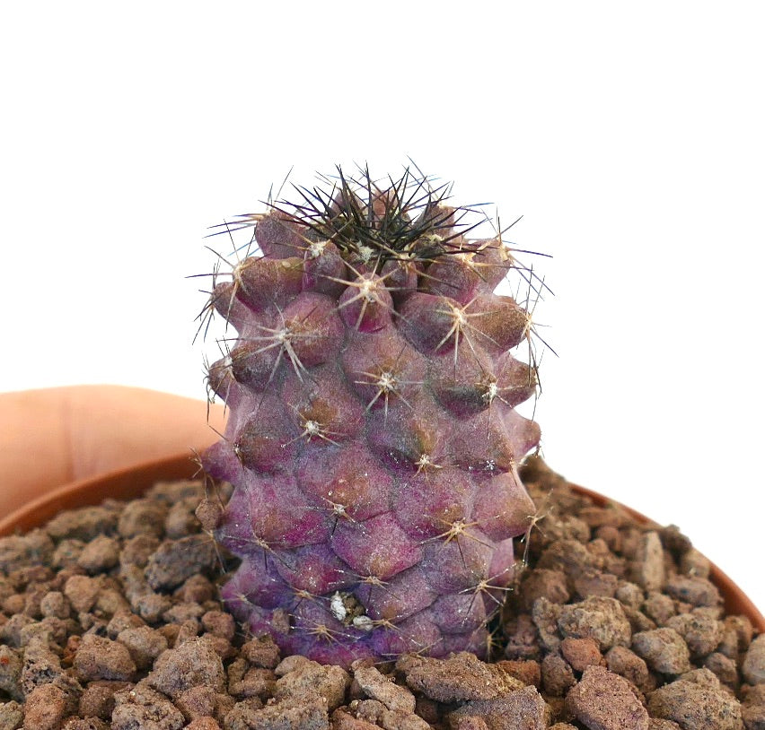 Copiapoa griseoviolacea x humilis rare cactus succulent violet avec des épines acérées et une surface texturée