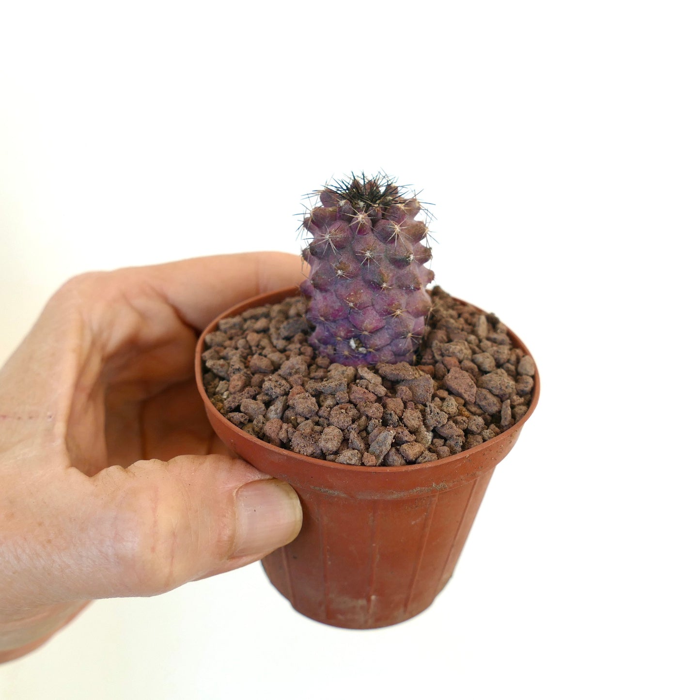 Petit cactus violet Copiapoa griseoviolacea x humilis avec épines dans un pot en terre cuite