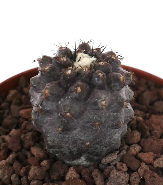 Copiapoa griseoviolacea x hypogaea seltene dunkelgraue sukkulente Kaktee mit kleinen Dornen und wolligem oberen Teil