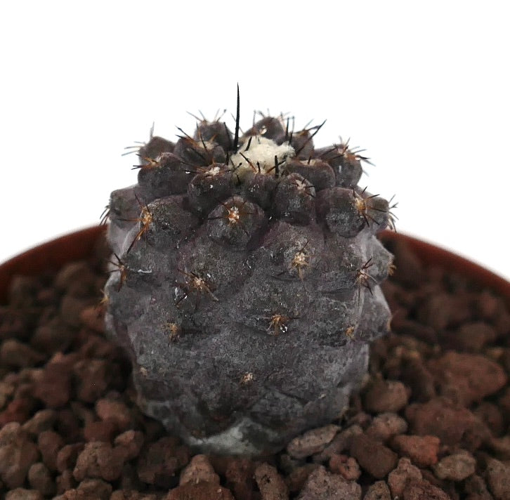 Copiapoa griseoviolacea x hypogaea seltener dunkelgrauer Sukkulenten-Kaktus mit kleinen Stacheln und abgerundeten Warzen