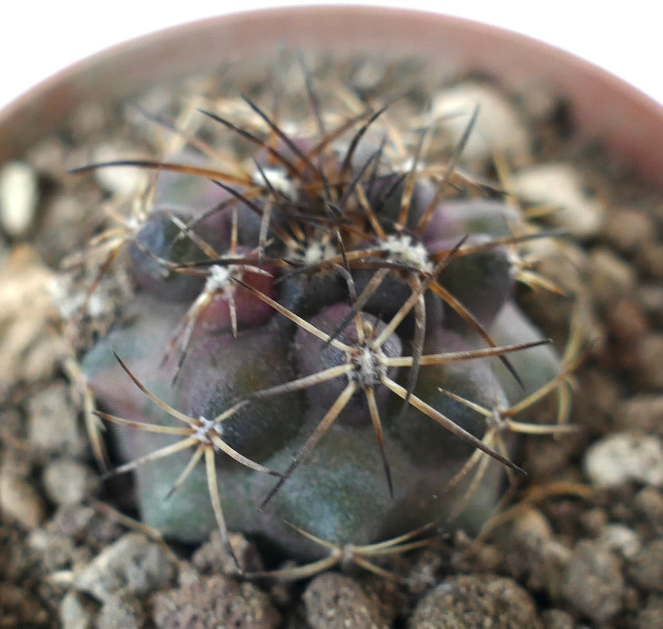 Copiapoa griseoviolacea x serpentisulcata small rare cactus with dark spines and rounded body