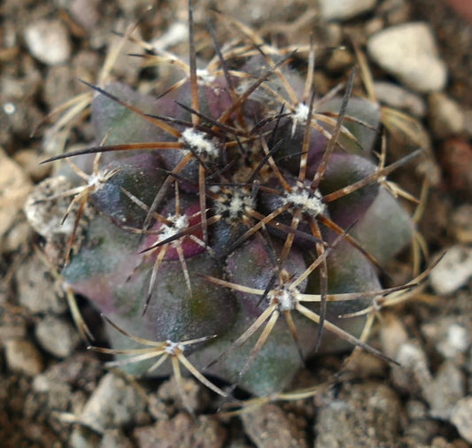 Copiapoa griseoviolacea x serpentisulcata rare succulent cactus with purple-green body and long spines