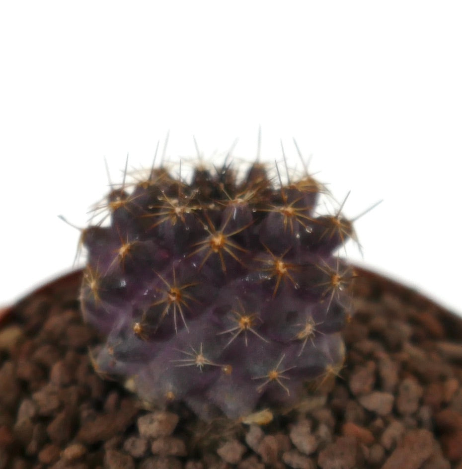 Copiapoa grisoviolacea sjelden lilla kaktus med gyldne pigger og teksturert overflate