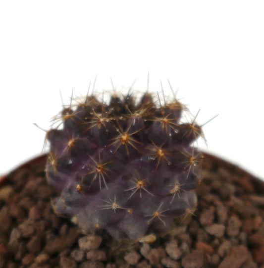 Copiapoa grisoviolacea seltener purpurfarbener Kaktus mit goldenen Dornen und strukturierter Oberfläche