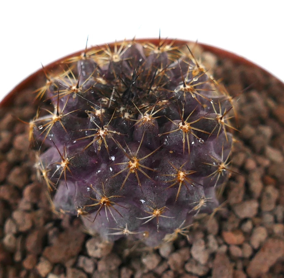Copiapoa grisoviolacea sjelden lilla sukkulent kaktus med gyldne pigger i potte