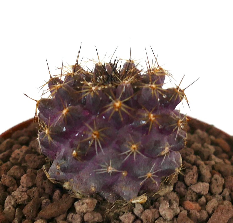 Copiapoa grisoviolacea sjelden lilla sukkulent kaktus med gyldne pigger i potte