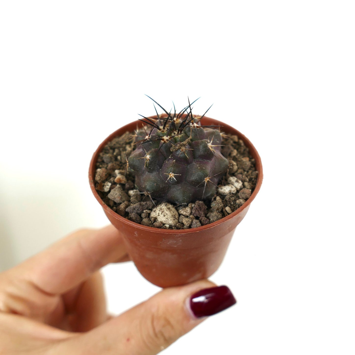 Copiapoa grisseoviolacea x cinerea small dark purple cactus with sharp black spines in pot