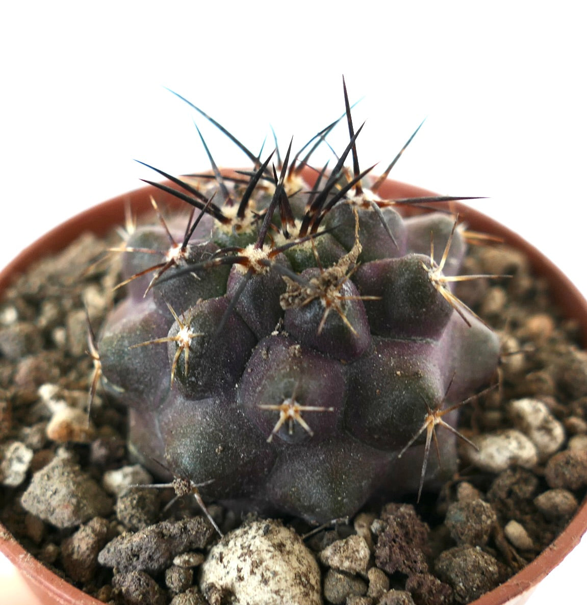 Copiapoa grisseoviolacea x cinerea rare dark purple succulent cactus with long black spines in pot