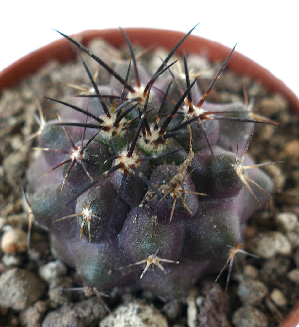 Copiapoa grisseoviolacea x cinerea small purple cactus with long dark spines and rounded tubercles