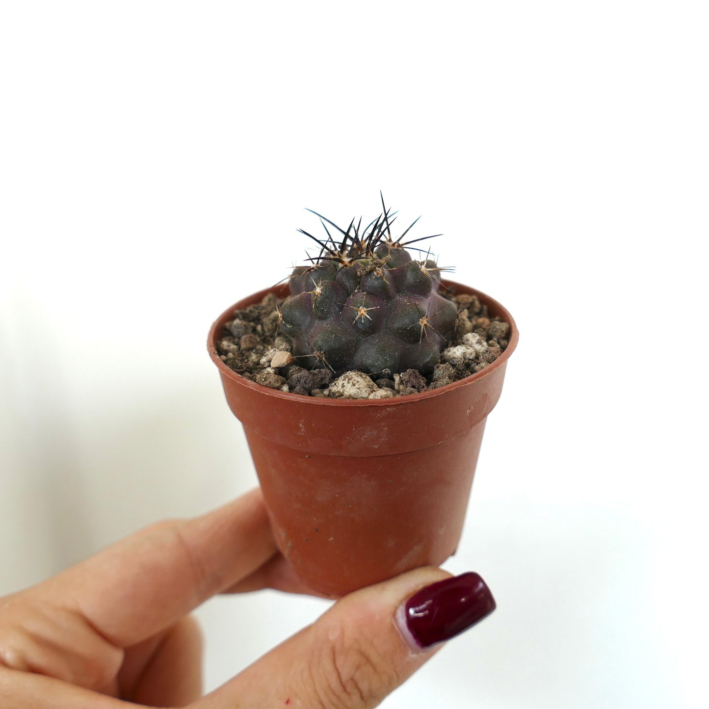 Copiapoa grisseoviolacea x cinerea small dark purple succulent cactus with sharp spines in pot