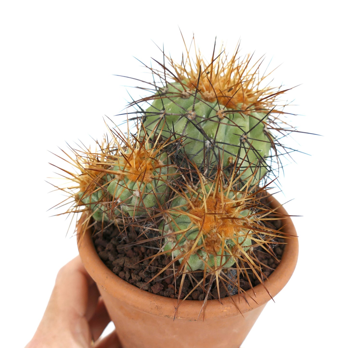 Copiapoa haseltoniana 4 HEADS