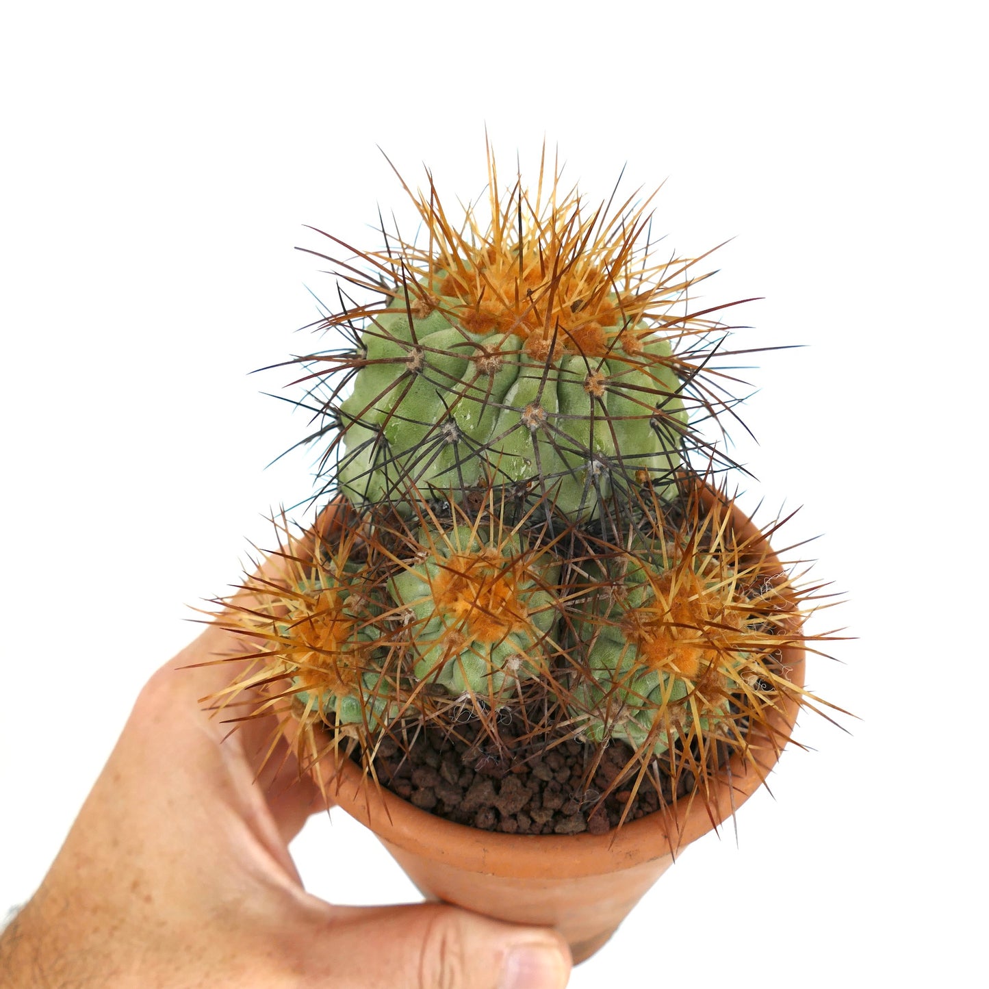 Copiapoa haseltoniana 4 HEADS