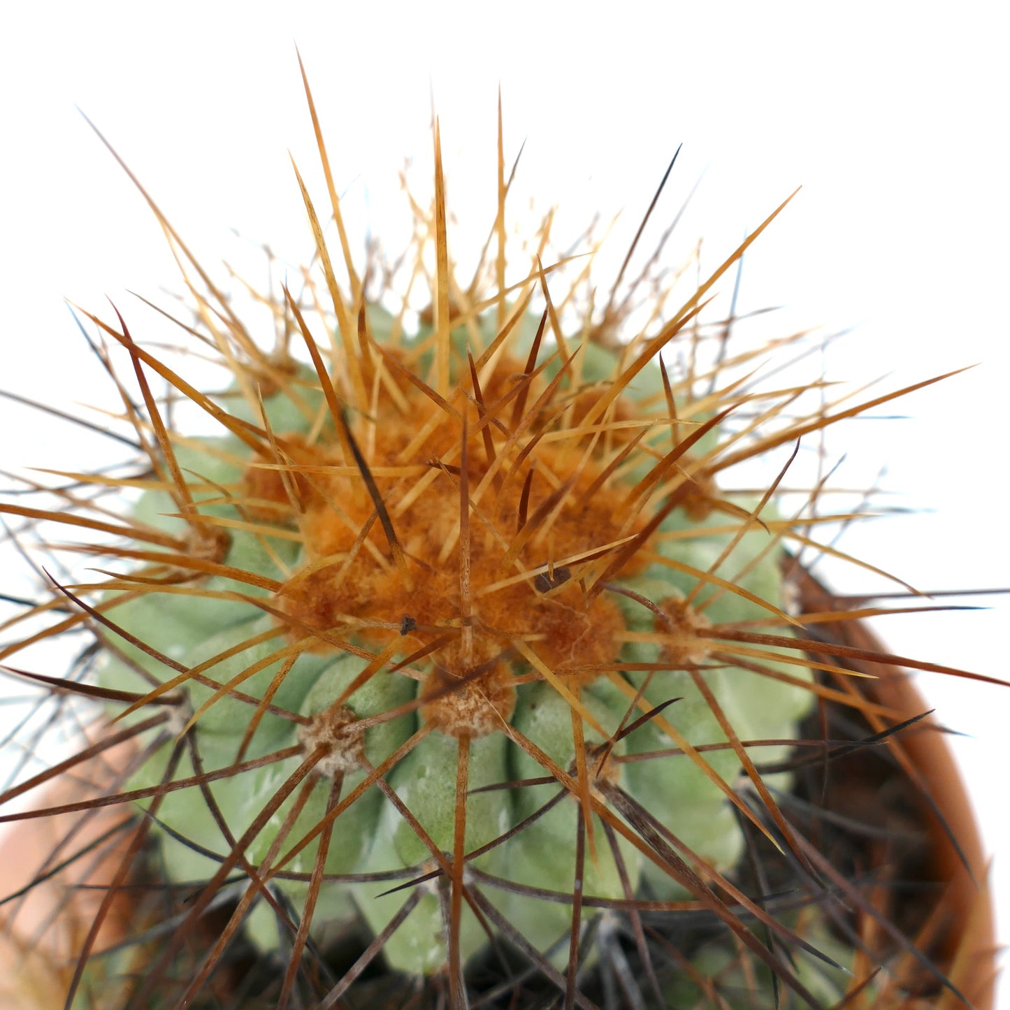 Copiapoa haseltoniana 4 HEADS