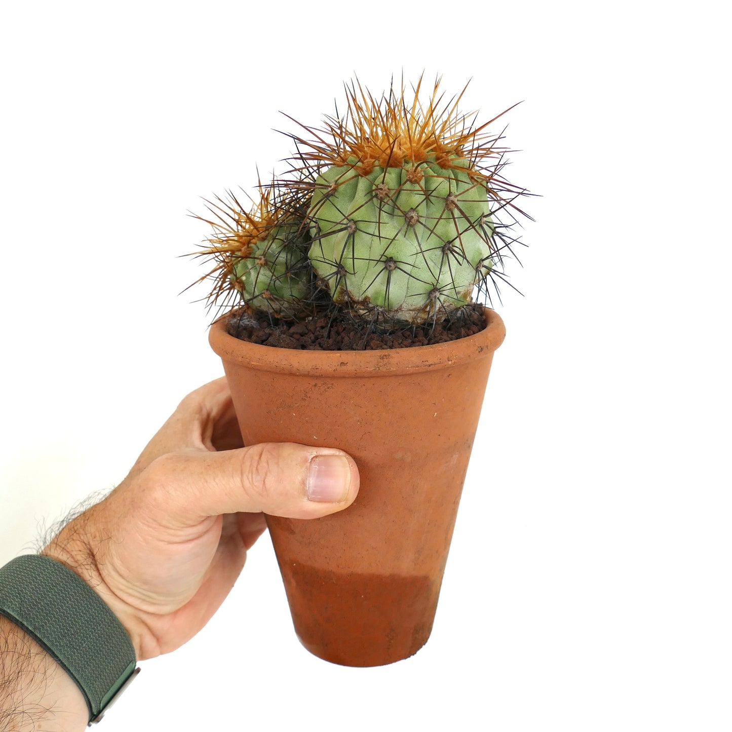 Copiapoa haseltoniana 4 HEADS