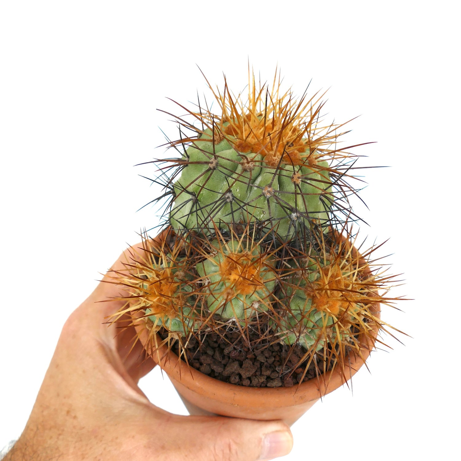 โคปิอาโพอา ฮาเซลโตเนียนา สับปะรดสีเขียวมีหนามส้มและน้ำตาลหนาแน่นในกระถางเทอราคอตต้าเล็ก