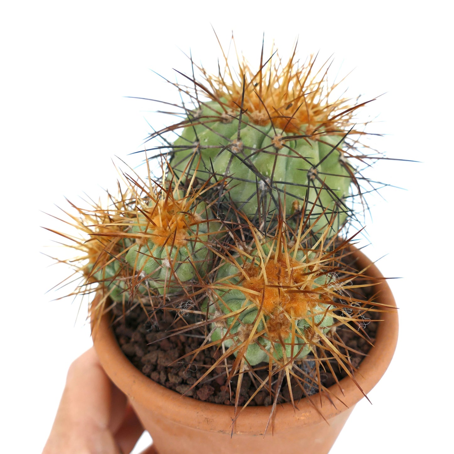 Copiapoa haseltoniana 4 HEADS