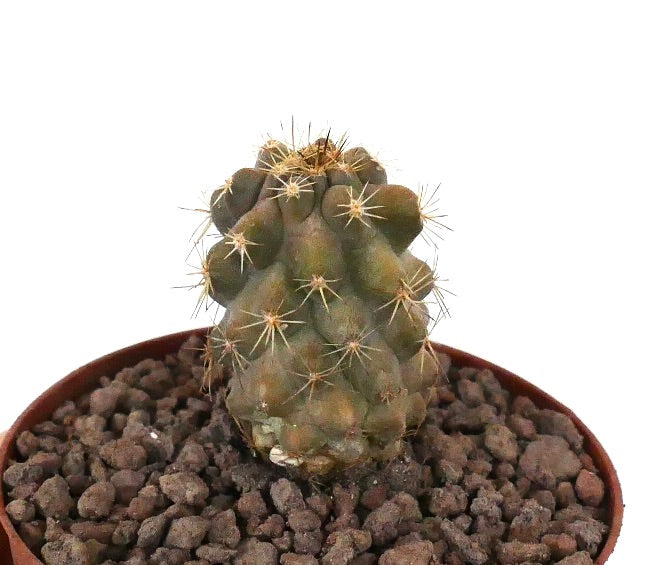 Kleiner Sukkulenten-Kaktus Copiapoa haseltoniana x Copiapoa goldii mit dichten Stacheln und strukturiertem grünem Stamm