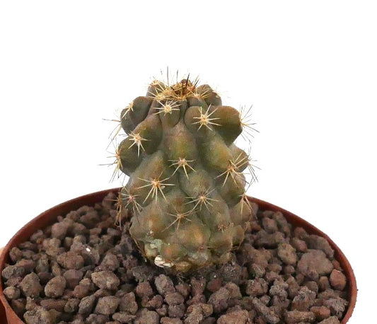 Kleiner Sukkulenten-Kaktus Copiapoa haseltoniana x Copiapoa goldii mit dichten Stacheln und strukturiertem grünem Stamm